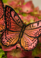 CD 283 Most Popular Butterflies photo